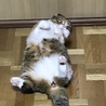 もも　スコティッシュ♀　８歳位