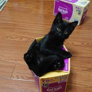 黒猫クロエちゃん