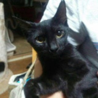 子猫♡黒猫♡抱っこもお膝も大好き甘えん坊