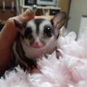 フクロモモンガ ノーマル