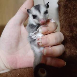 フクロモモンガ ホワイトフェイス