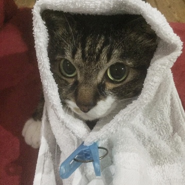 実家のにゃんこ