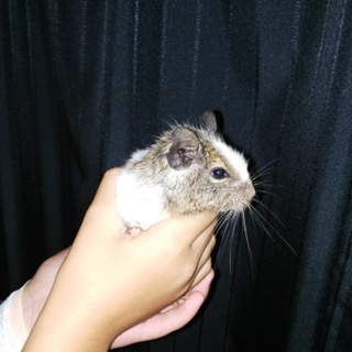 里親募集します。