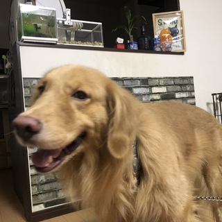 ゴールデンレトリバー4歳