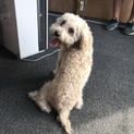 里親募集です。