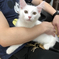 白