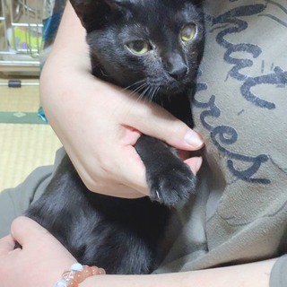 黒猫☆オス