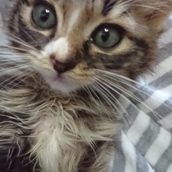 三鷹で猫の譲渡会❤️ベイビーベイビー