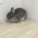 ネザー♀甘えん坊