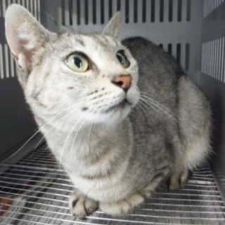 団体様より引出し。成猫 灰白 210