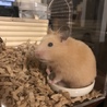 とらまさしさん