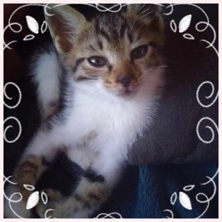 フレンドリーな、シロキジまりもくん