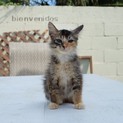 三毛猫ふわふわメインクーン風の子猫