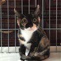 まん丸お目々のかわいいミケちゃん