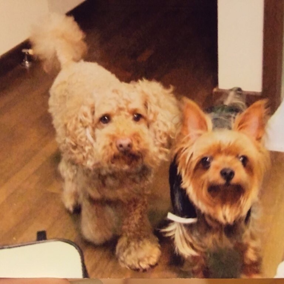 メープルのカバー写真