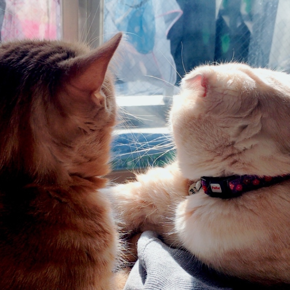 蓮のカバー写真