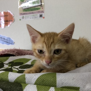 にゃーにゃー 甘えん坊！ アルタイルくん