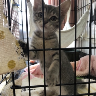 元気いっぱい ヤンチャなお嬢！らんちゃん