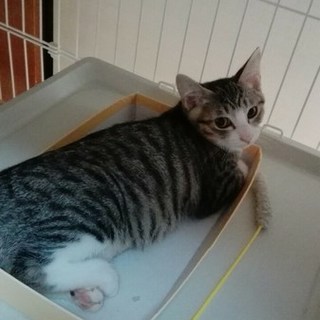 おっとりまったり手シマちゃん