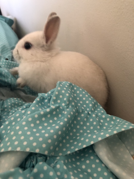 ネザーランドドワーフ 白ウサギ 埼玉県 小動物の里親募集 2111 ペットのおうち 月間利用者150万人