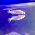 アルビノ楊貴妃透明鱗ヒカリメダカ 4匹