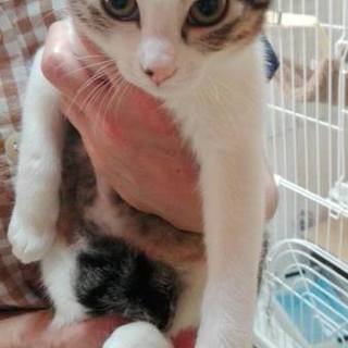 好奇心旺盛！手シロちゃん