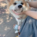 秋田犬1歳7ヶ月(女の子)メス