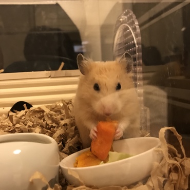 人参ウマウマ！