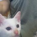 【再募集！】白子猫（オス）4ヶ月の里親さん募集