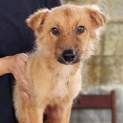 テリア系仔犬 生後4か月 トイレ躾済 