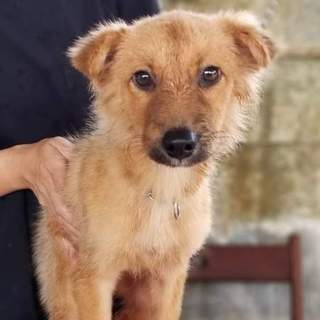 テリア系仔犬 生後4か月 トイレ躾済 
