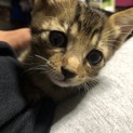 ボンネットの中より救出した子猫ちゃん