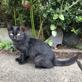 野良猫 黒猫ですがよろしくお願いします。