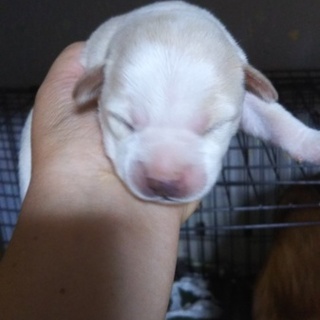 子犬の里親を募集(*≧∀≦*)