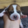 子犬の里親を募集(*≧∀≦*) サムネイル2