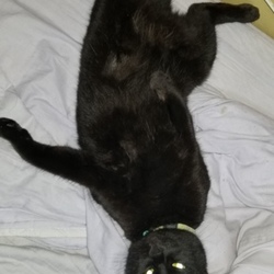 「立ち退きの引っ越しと猫と書類」サムネイル2