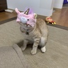 ユニコーン