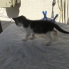 終生飼える方求む サムネイル2