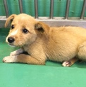 生後２ヶ月程度の野犬の子オス127