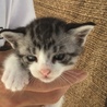 終生飼える方求む サムネイル4