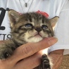 終生飼える方求む サムネイル3