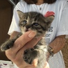 終生飼える方求む サムネイル5