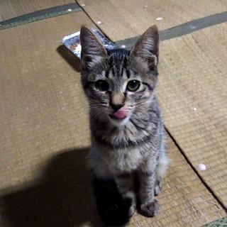 おしゃべりな甘えん坊のりんごちゃん