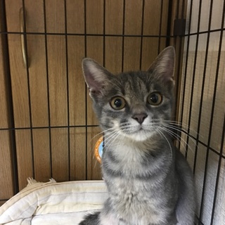 トライアル決定☆さくら