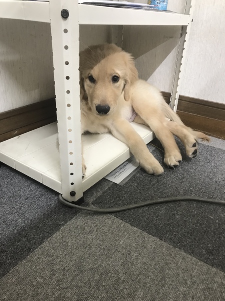ゴールデンレトリーバーの 東京都 犬の里親募集 2179 ペットのおうち 月間利用者150万人