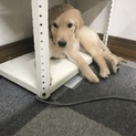 ゴールデンレトリーバーのパピーです