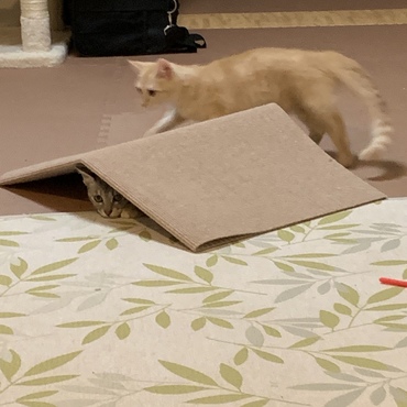 隠れんぼ中