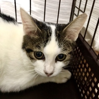 シャイで美人のあんこちゃんを家族に