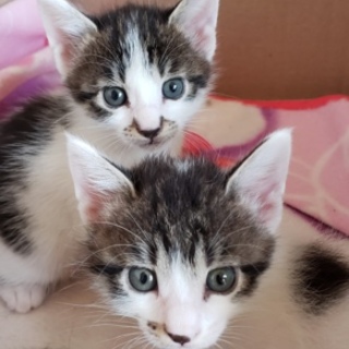 松前郡松前町より里親募集中です！