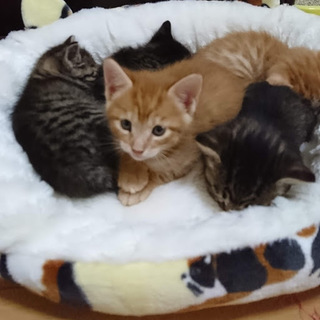 生後1ケ月可愛い5兄妹の里親募集